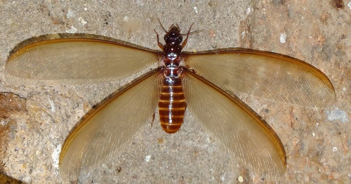 Winged termite perched on a concrete wall