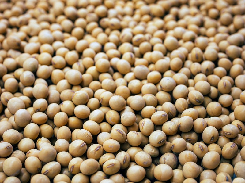 Bowl of cooked soya beans showing their texture and appearance