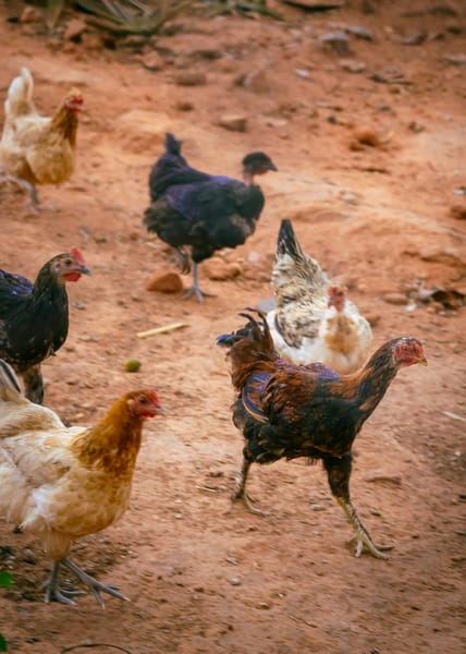 Indigenous chickens foraging in a free-range outdoor environment