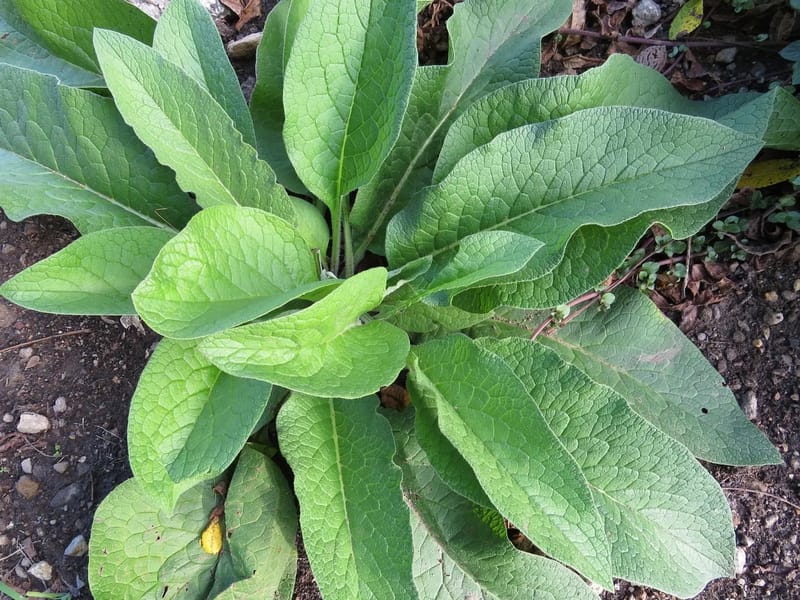 Comfrey leaves used in the mbaki+mbarīki protocol