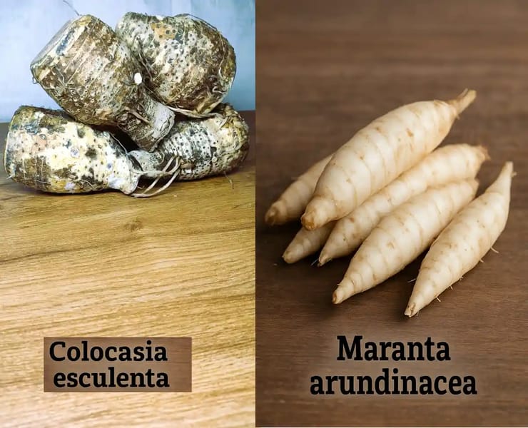 Side-by-side comparison showing Nduma taro root versus arrowroot with visual differences