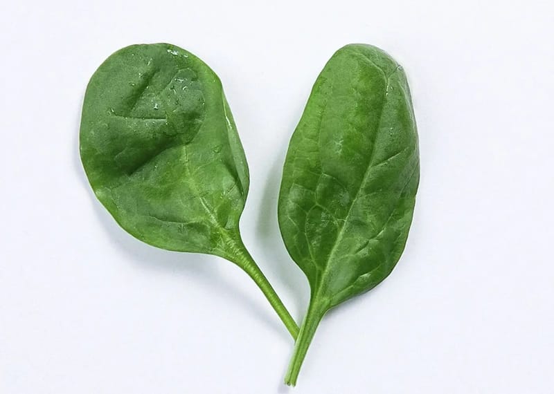 Two fresh spinach leaves on white background