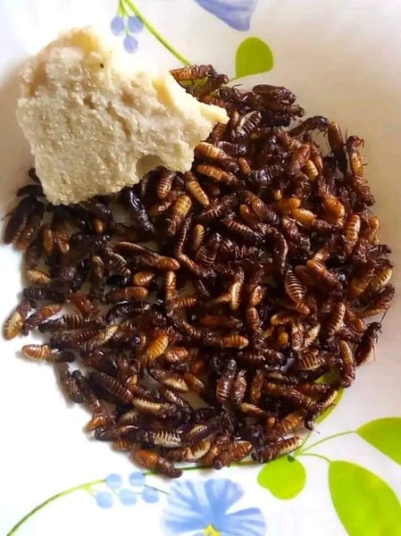 Cooked winged termites served on a plate with ugali